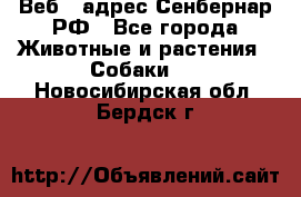 Веб – адрес Сенбернар.РФ - Все города Животные и растения » Собаки   . Новосибирская обл.,Бердск г.